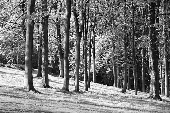 Wald in der Umgebung der Akademie